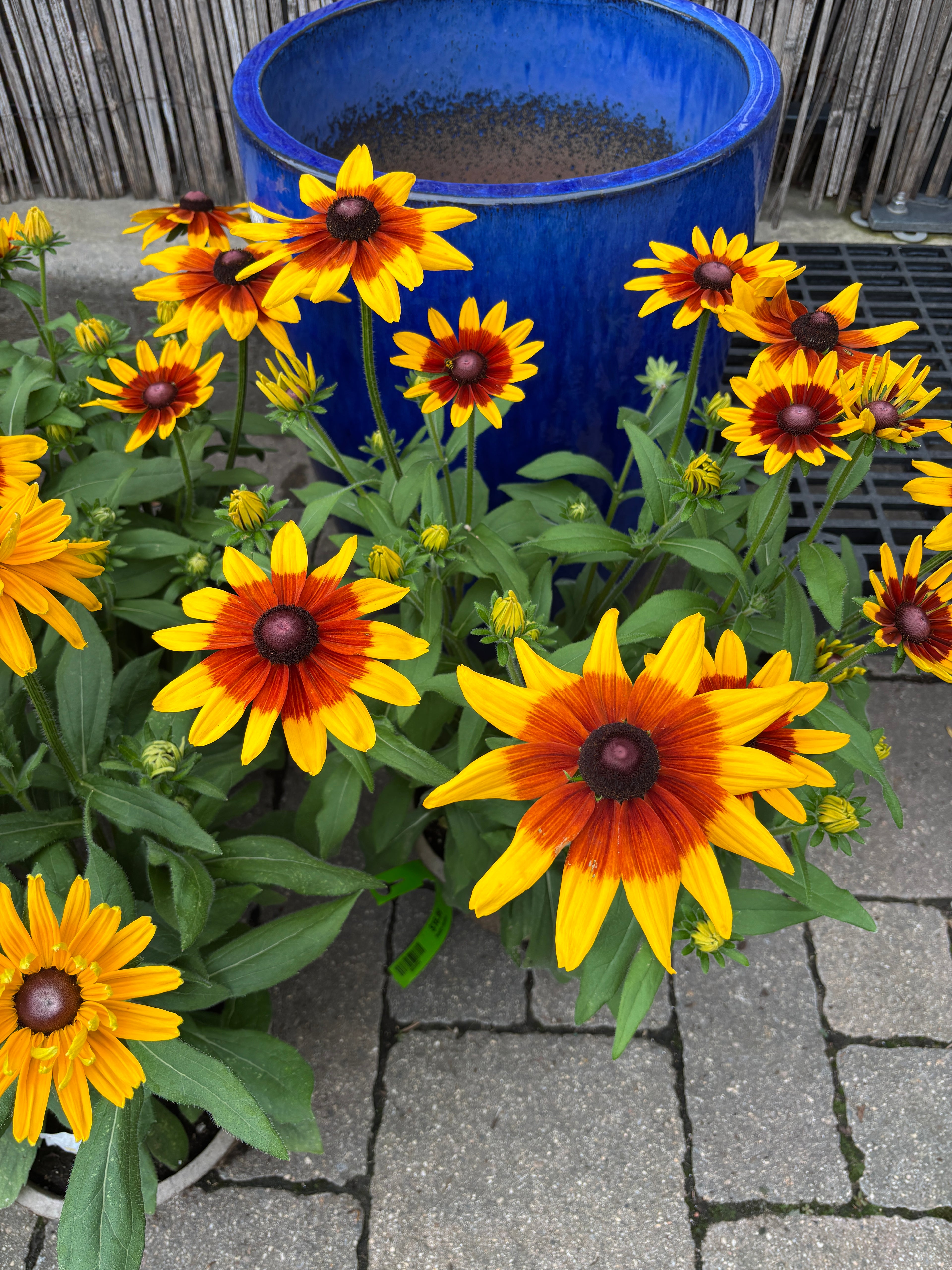 8" Sunbeckia Mia