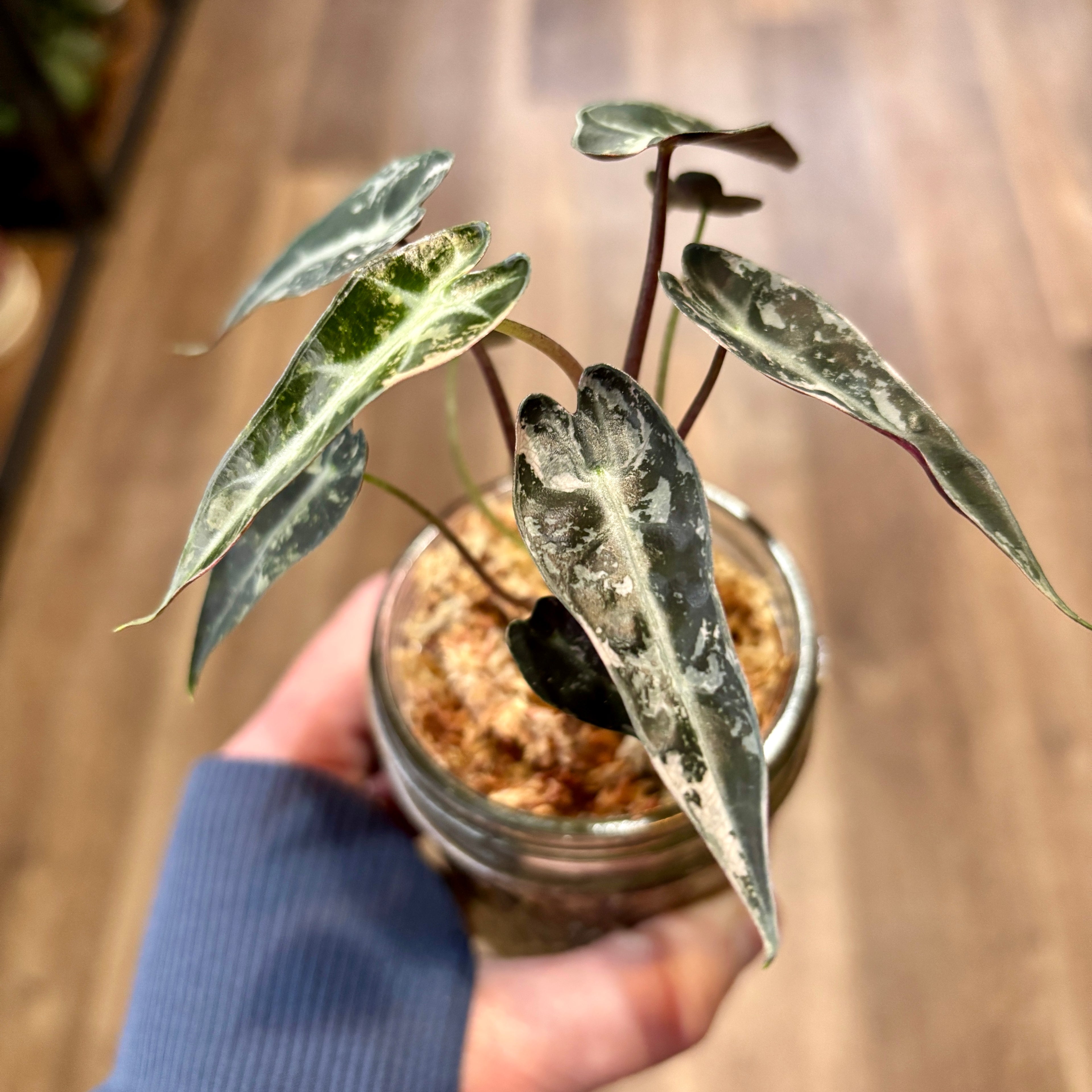 Alocasia Variegated 'Pink Bambino'