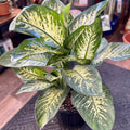 Dieffenbachia 'Tropic Snow' 10" Pot