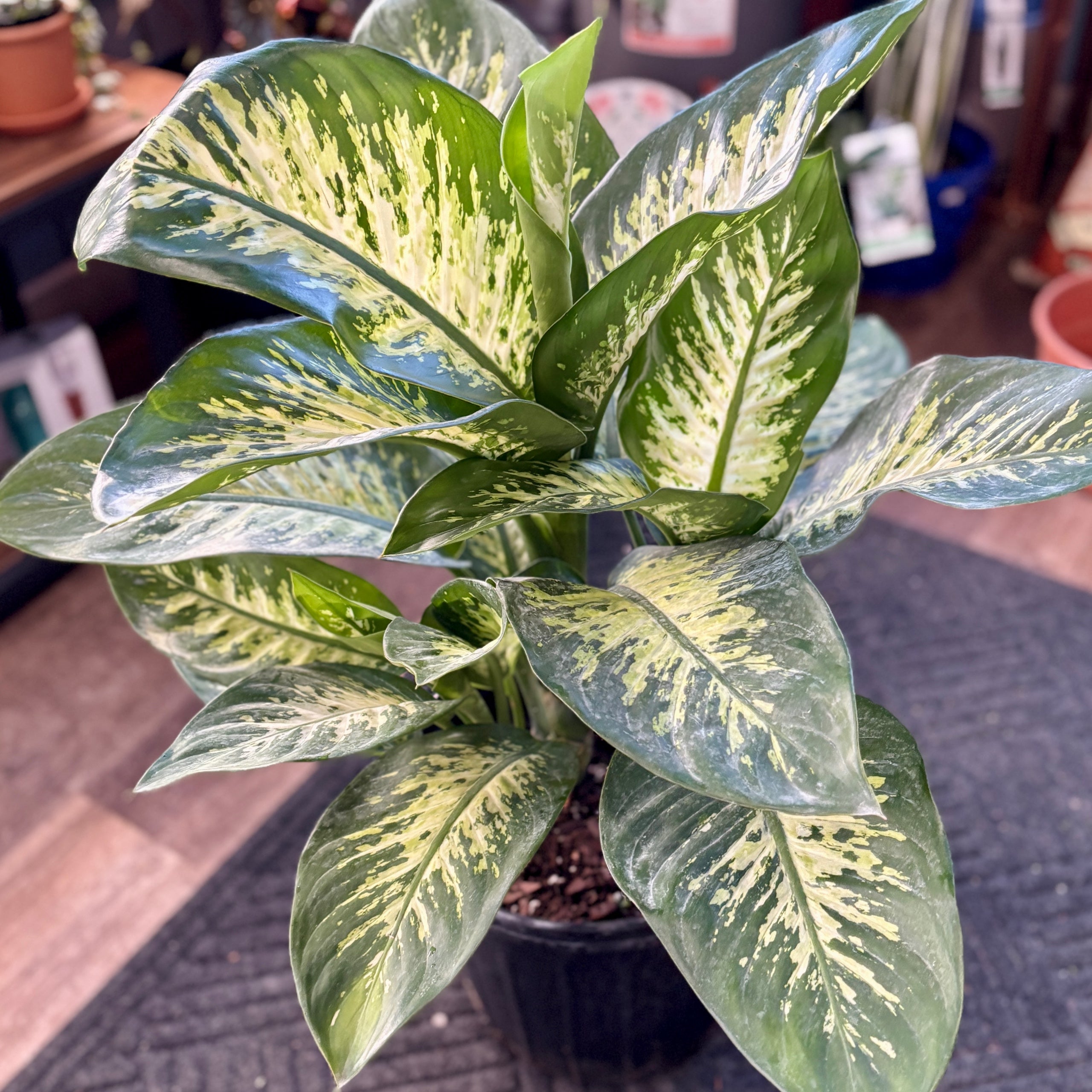 Dieffenbachia 'Tropic Snow' 10" Pot