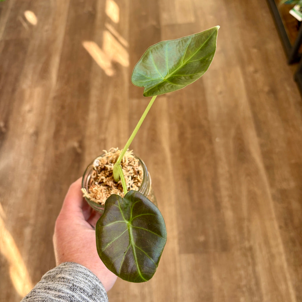 Alocasia 'Regal Shield'