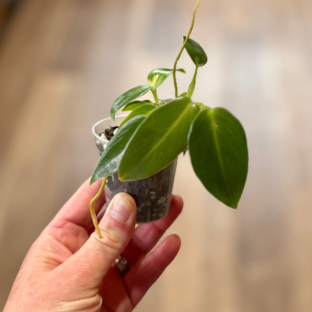 Philodendron 'spiritus Sancti' 2"