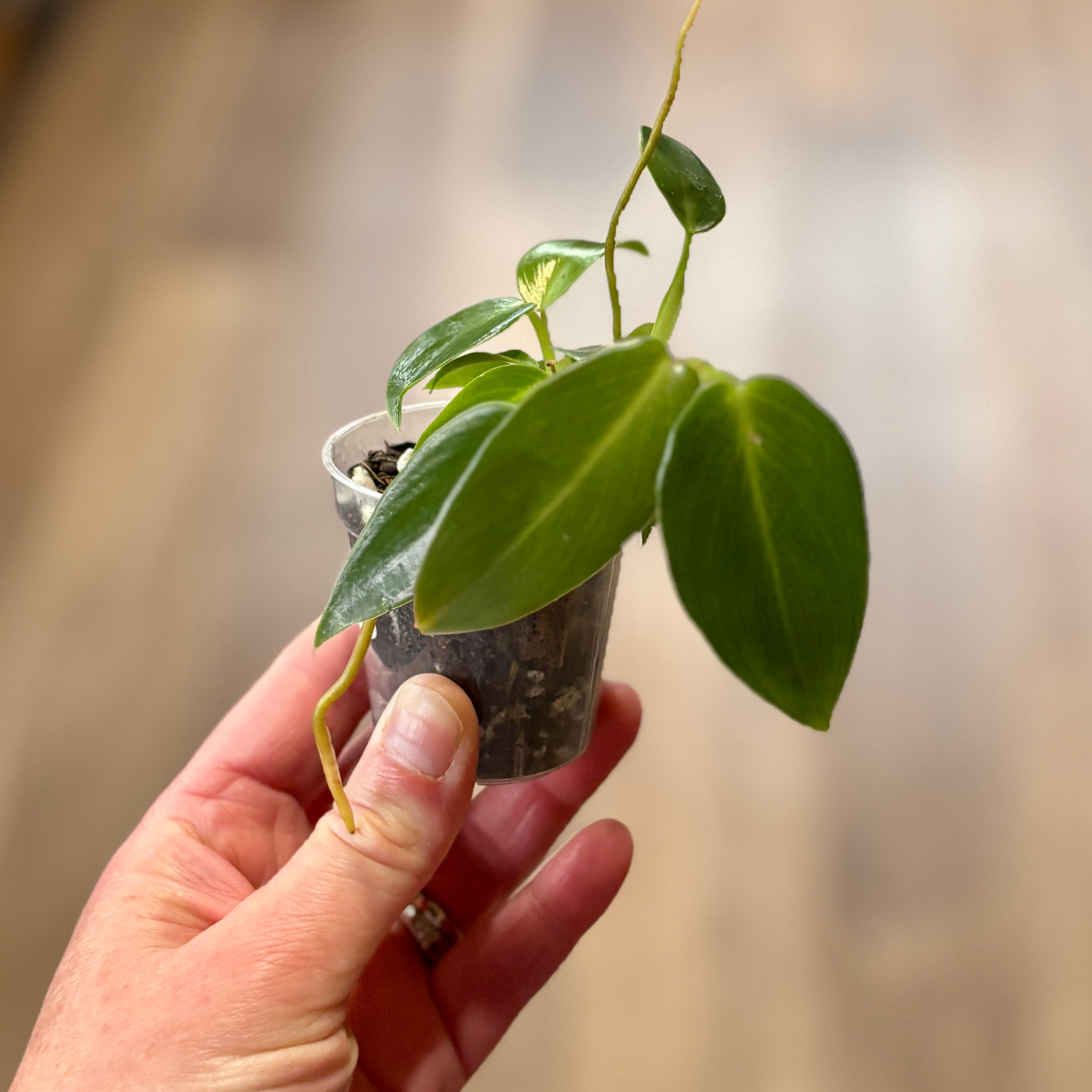 Philodendron 'spiritus Sancti' 2"