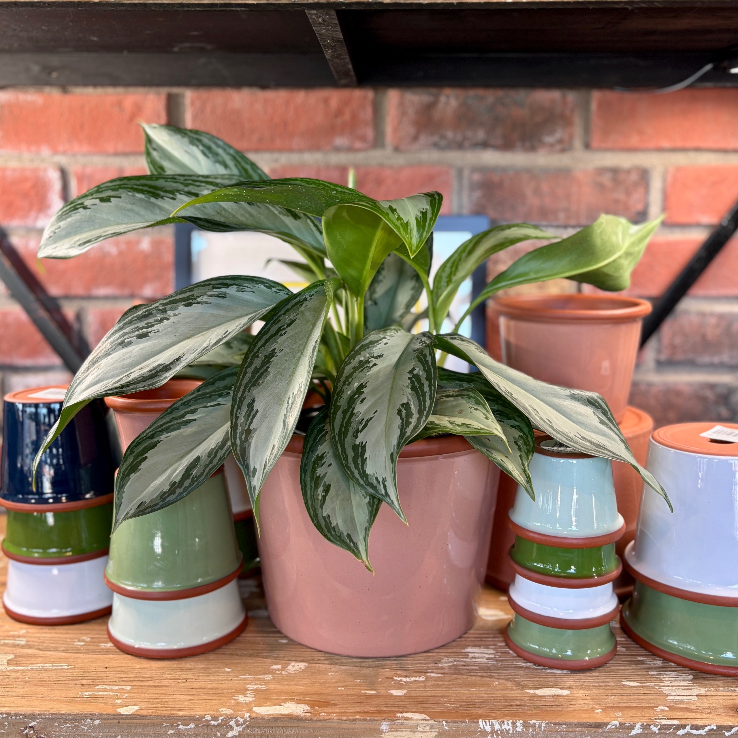9.3" Rose Cylinder Glazed Terracotta Pot