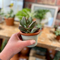 3.4" Zephyr Cylinder Glazed Terracotta Pot