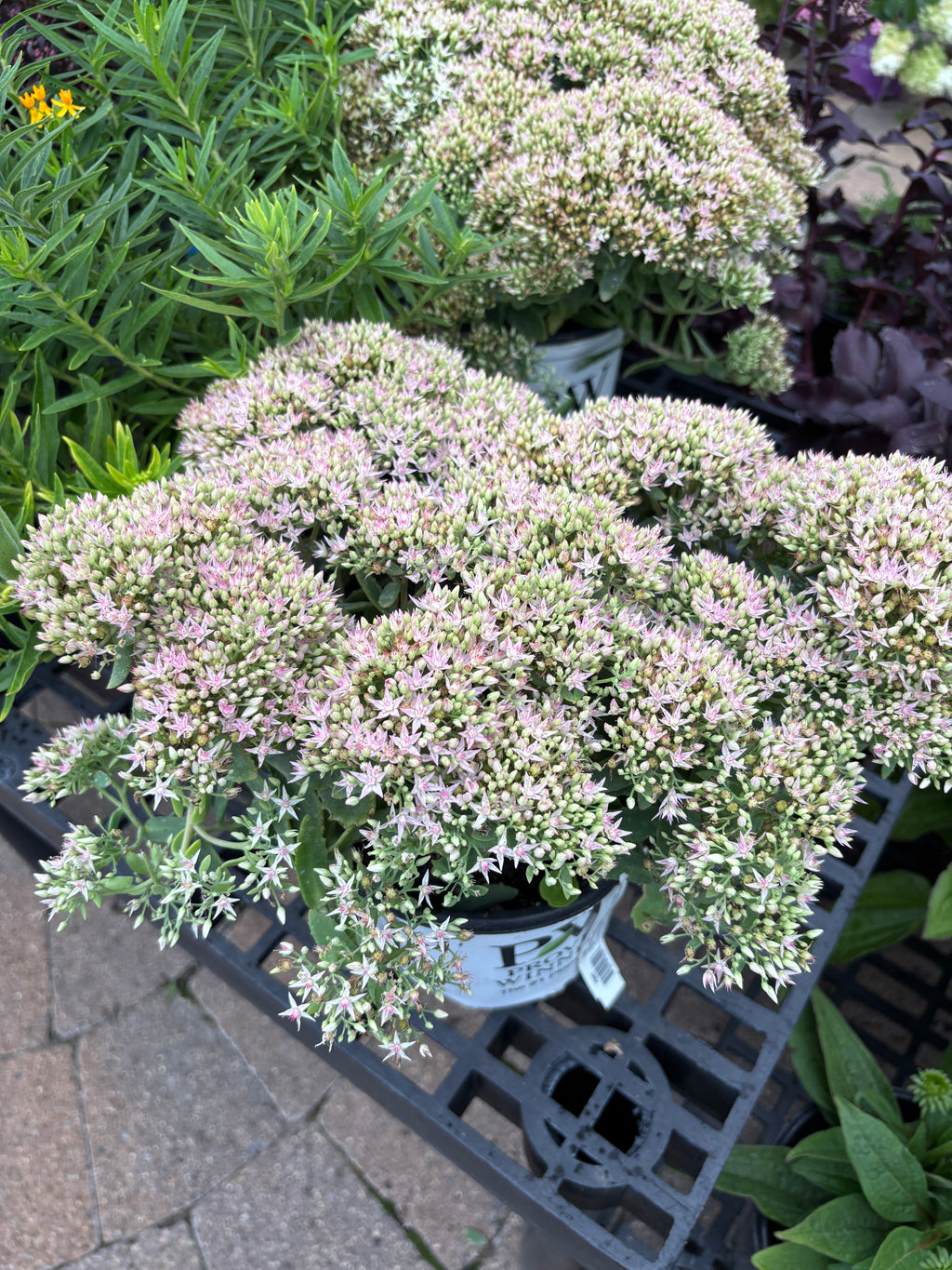 Sedum Pure Joy #1 Gallon