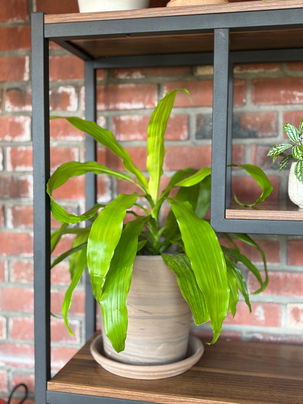 Grafite Black Striped 10" Pot