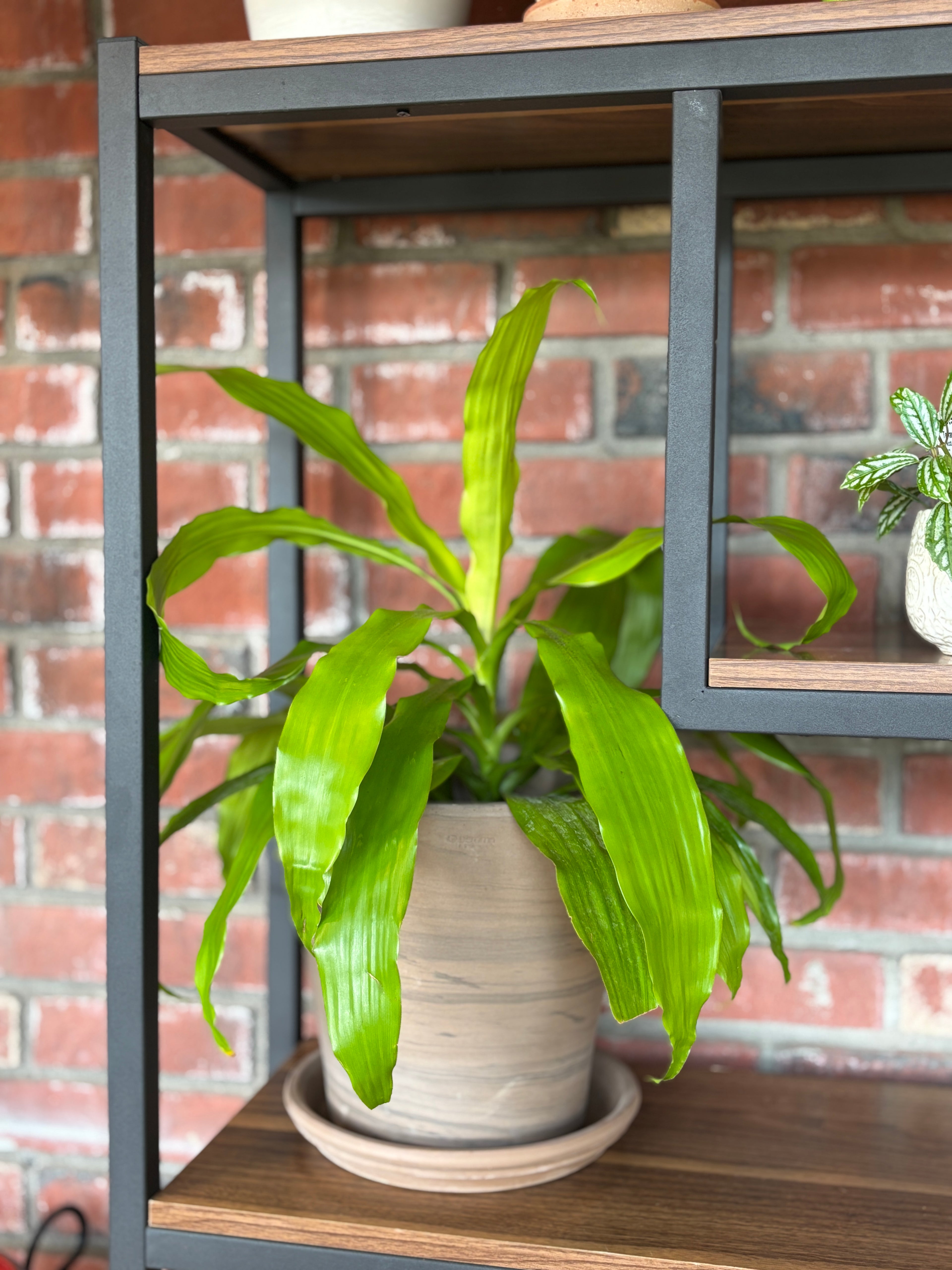 Grafite Black Striped 10" Pot