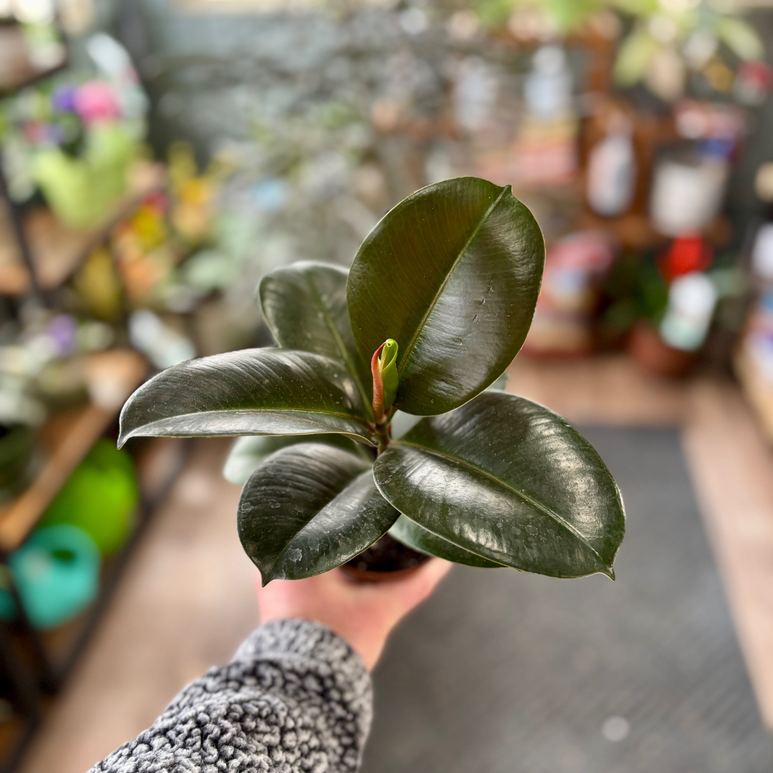 4" Ficus Elastica 'sofia'