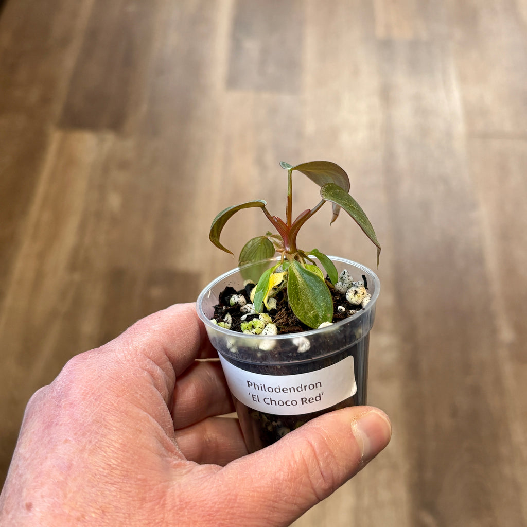 Philodendron 'El Choco Red' 2" Pot