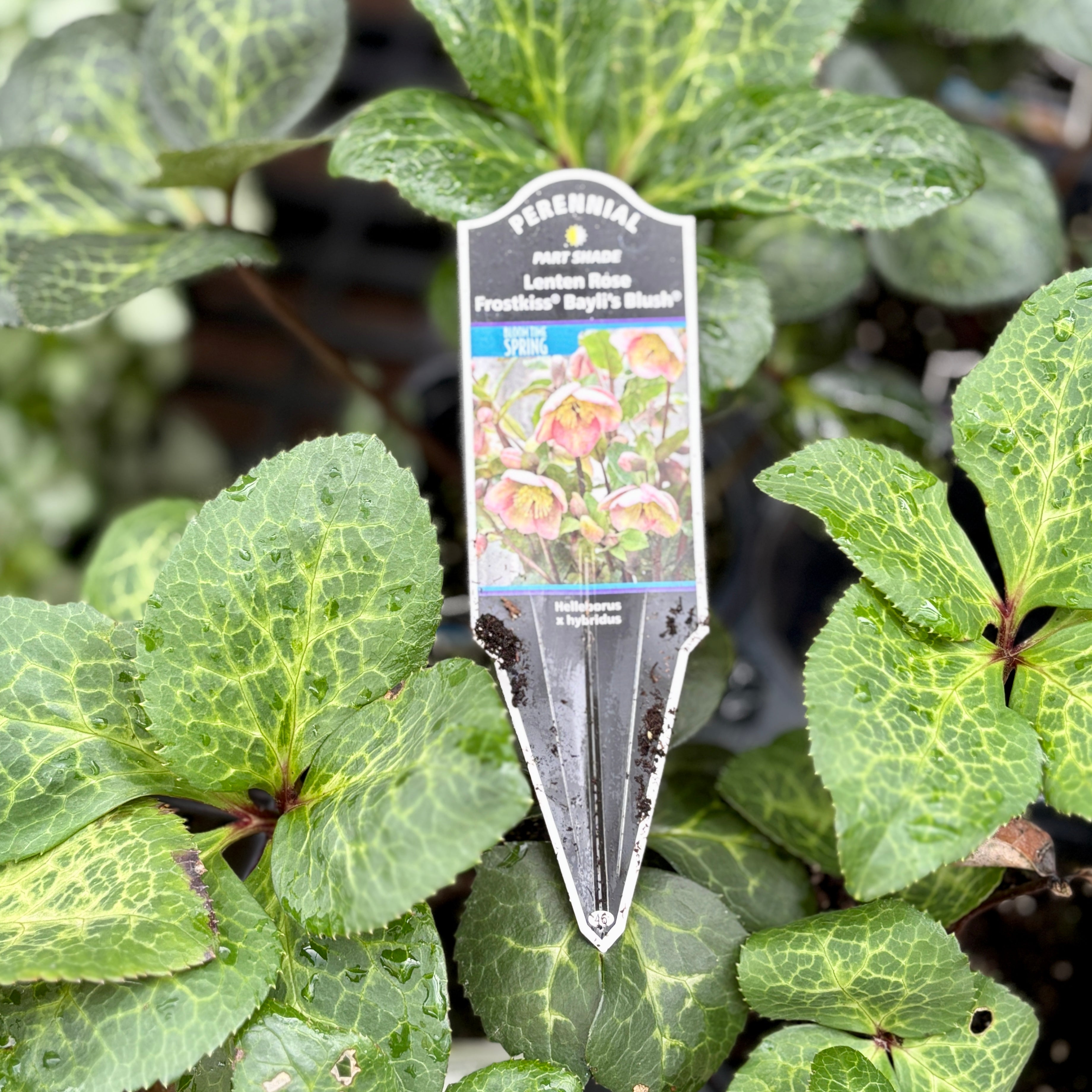 Helleborus/Lenton Rose Frost Kiss 'Baylis Blush' Quart Pot