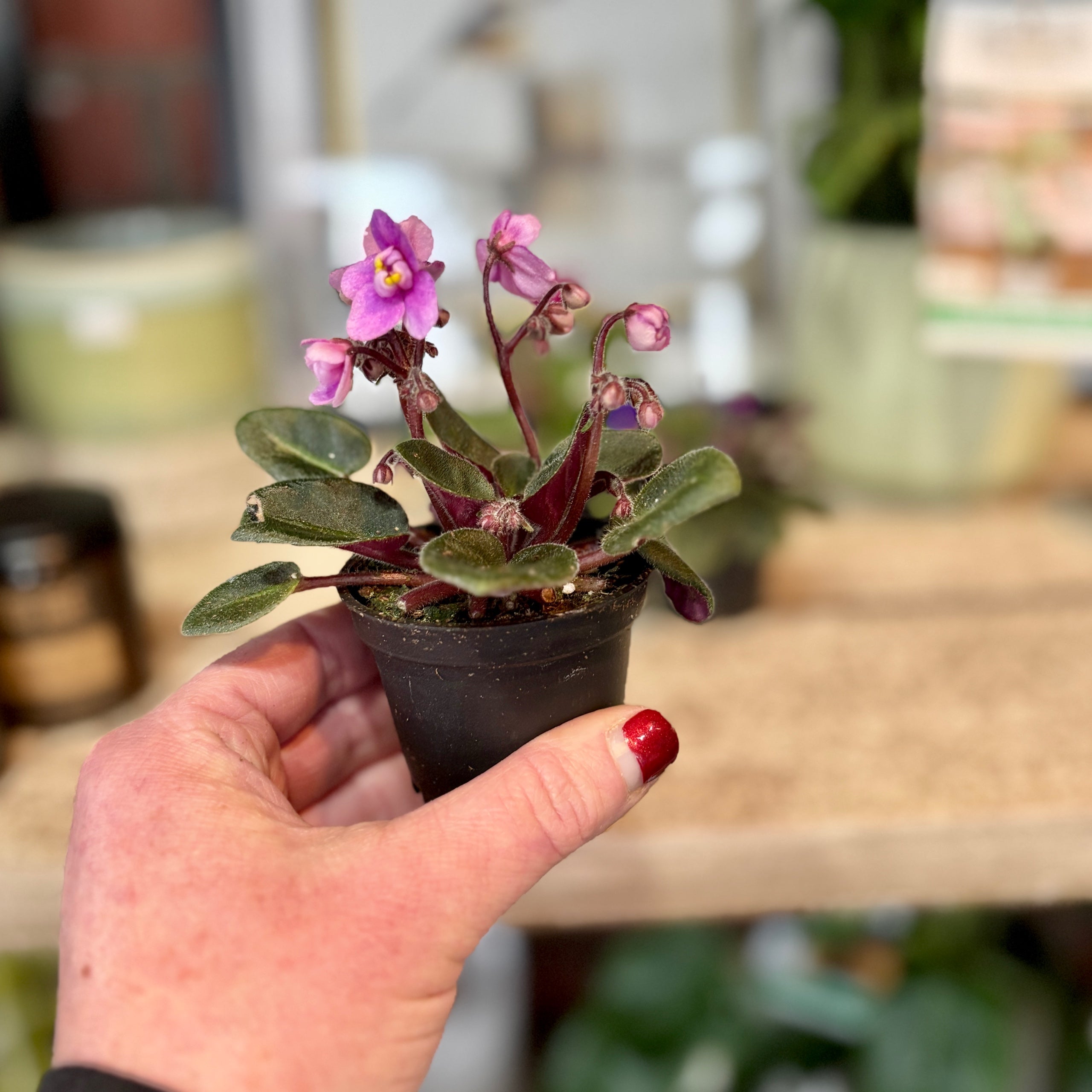 African Violet - 2"