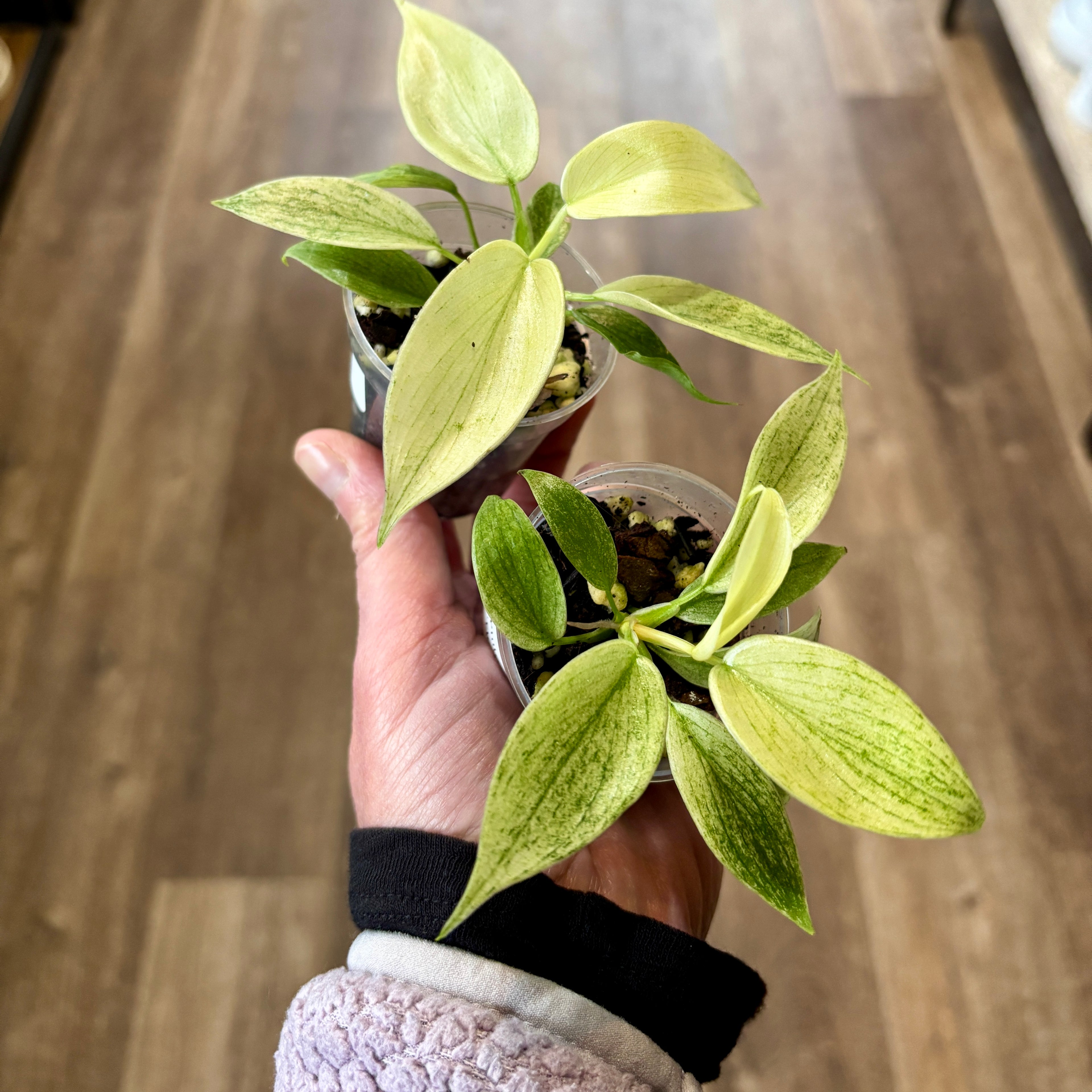 Philodendron 'Florida Ghost' 2"