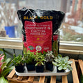 Black Gold Organic Succulent & Cactus Mix 8 Qt
