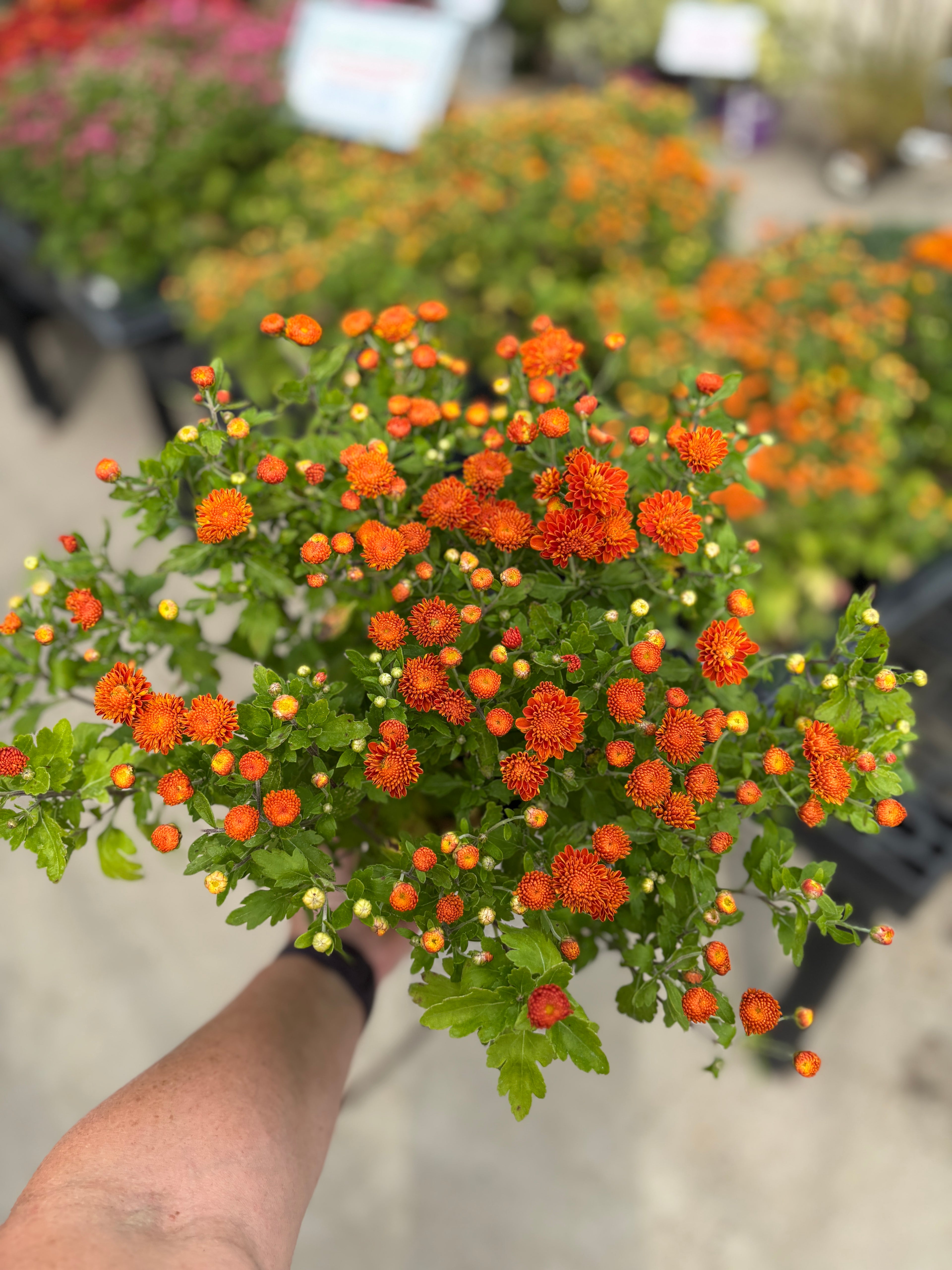 5.5" Dendranthema Igloo Autumn Spice Mum