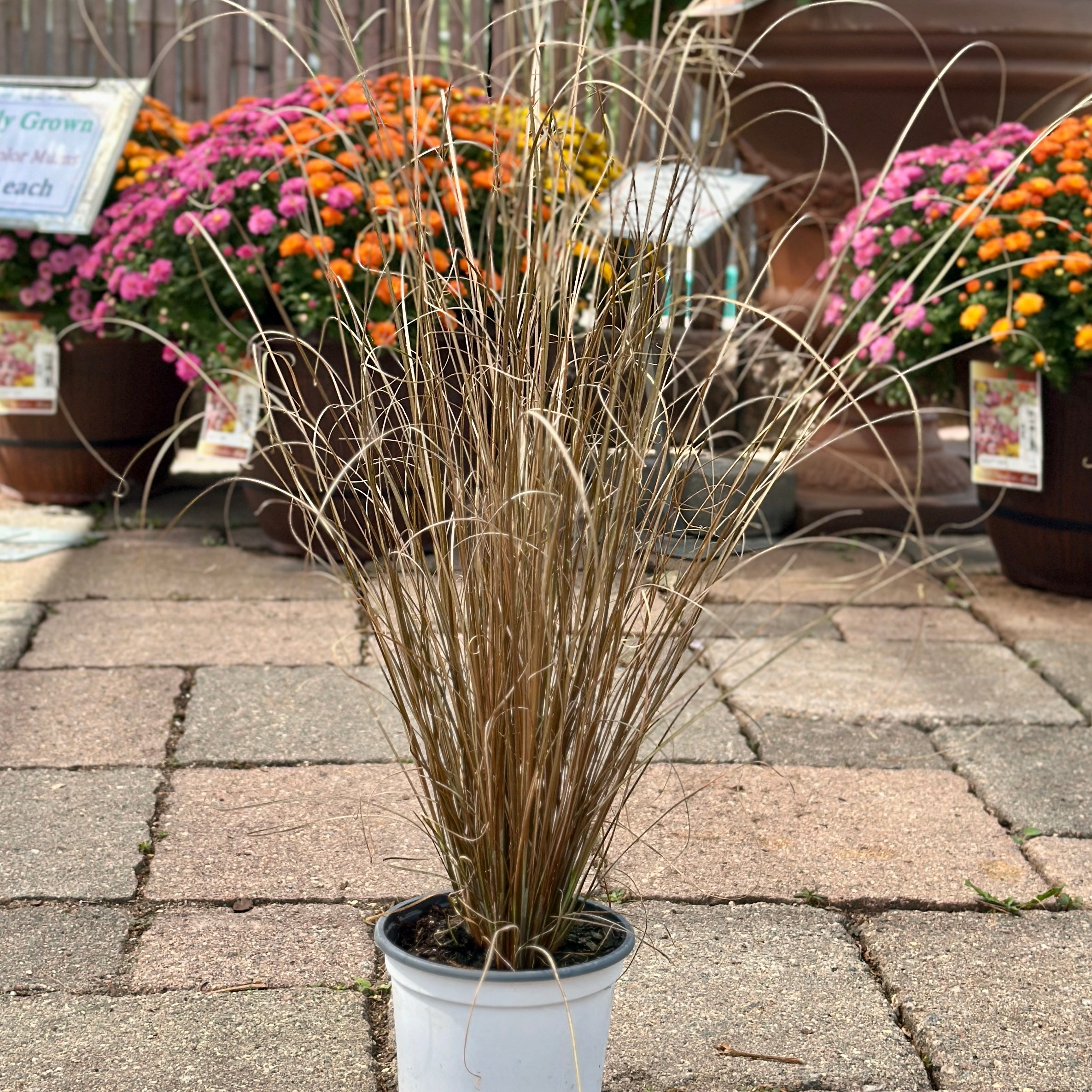 Carex Red Rooster Grass 4.75"