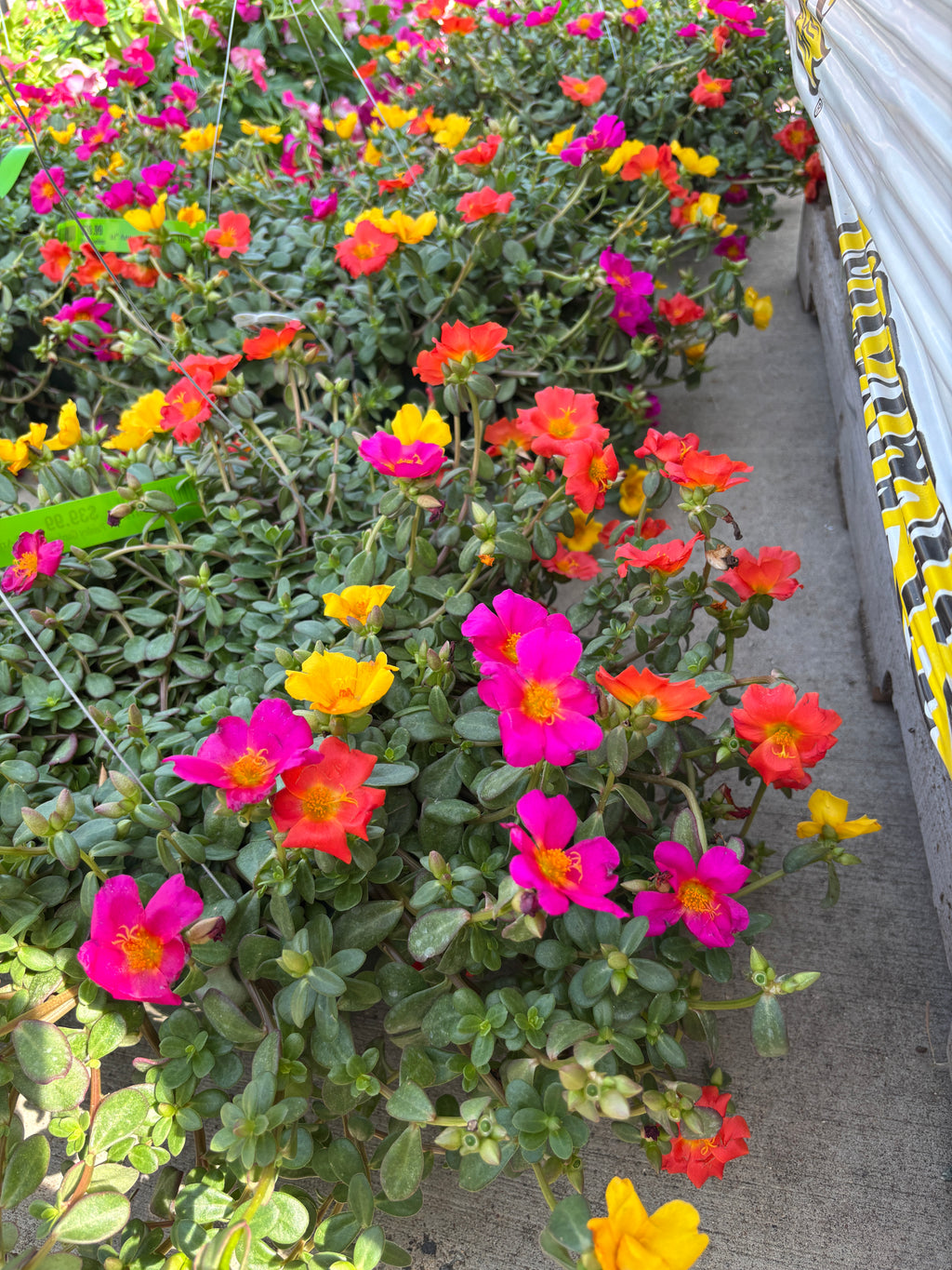 11" Portulaca Hb