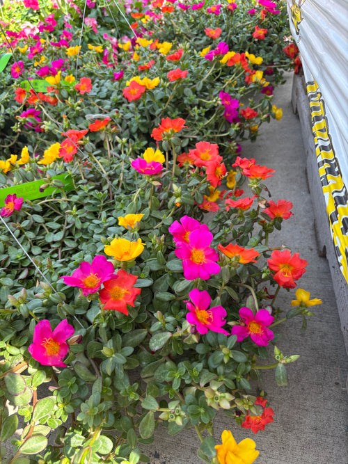 11" Portulaca Hb
