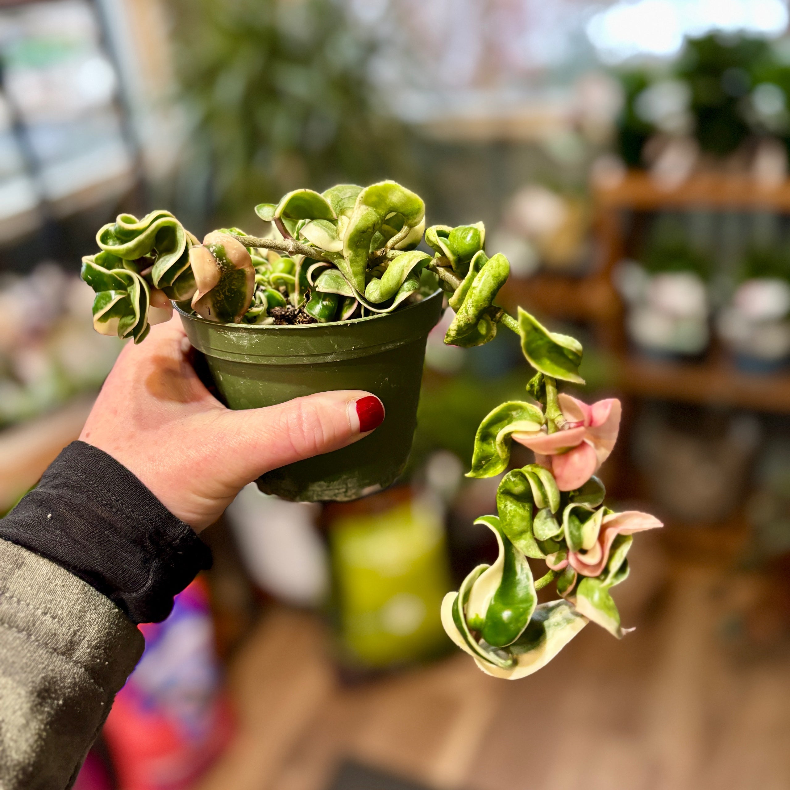 Hoya Rope Variegated