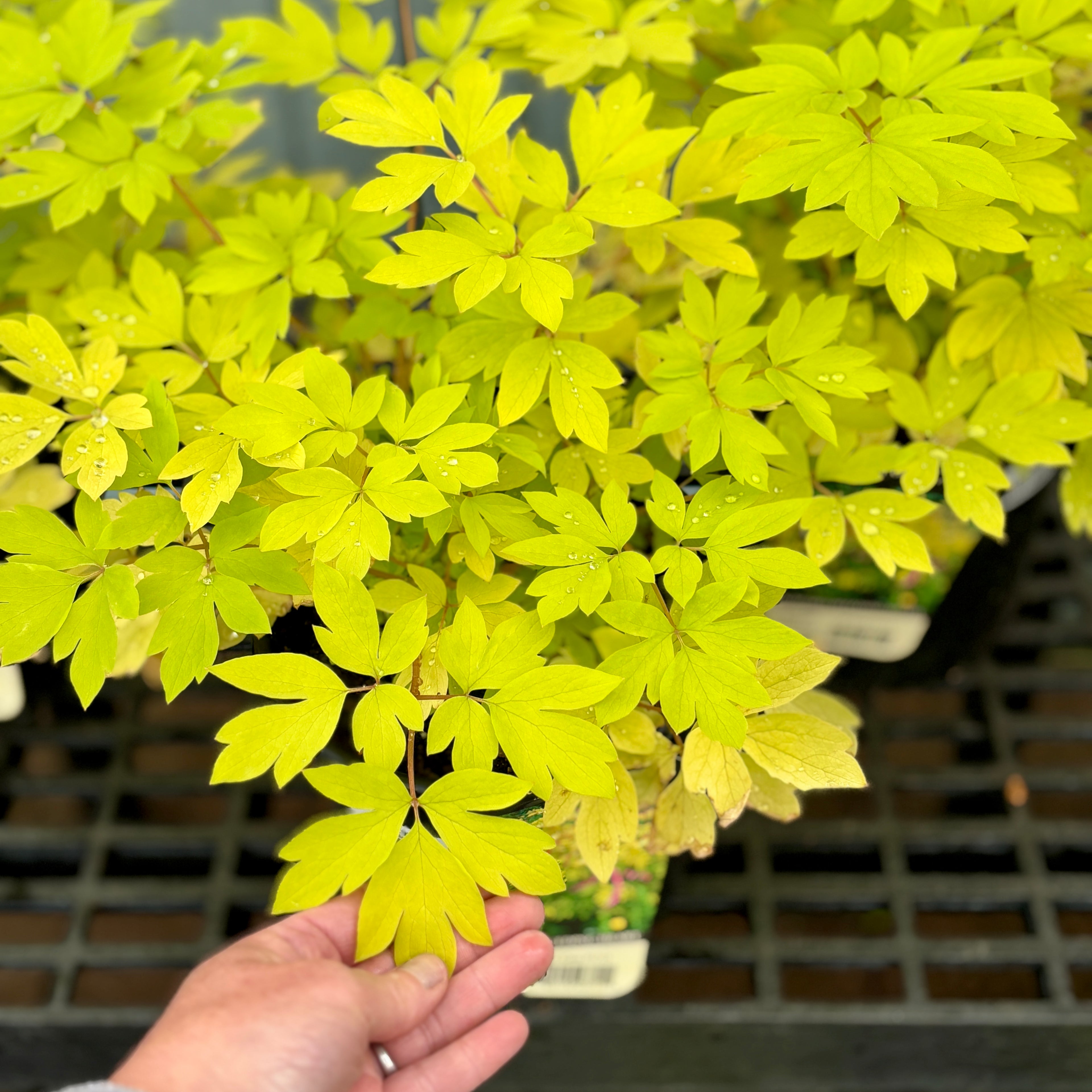 Dicentra/Bleeding Heart 'Gold Heart' #1 Gallon