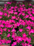 Dianthus Firewitch #1 Gallon
