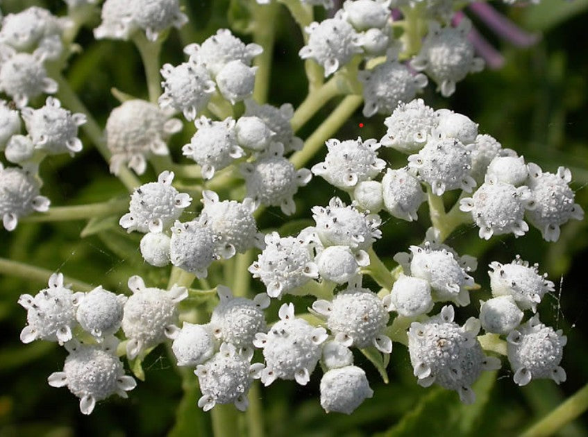 Parthenium Integrifolium 'Wild Quinine' Quart Pot