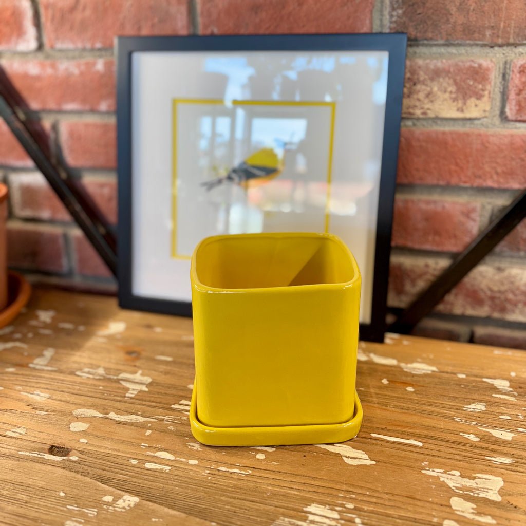5" Yellow Svek Pot & Saucer