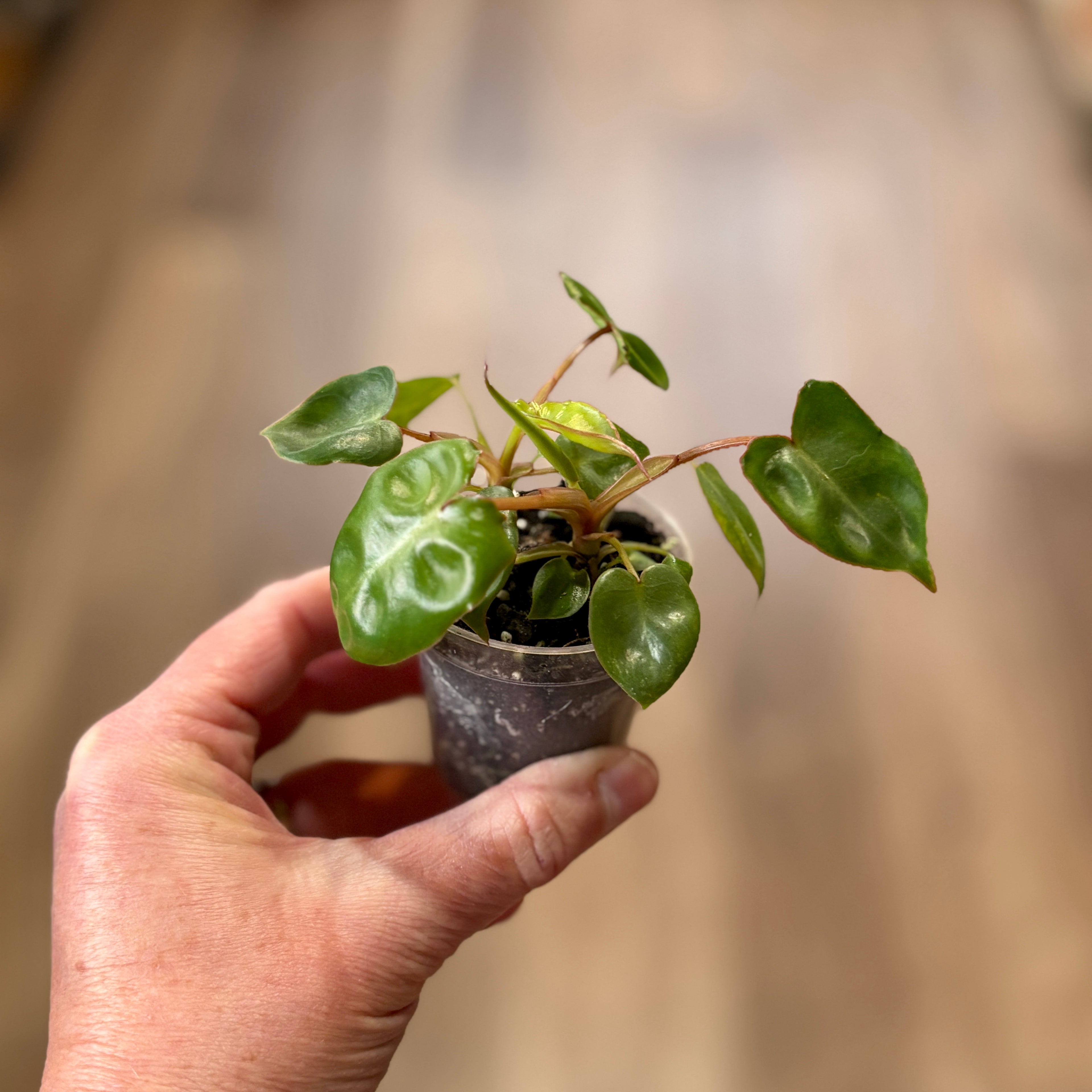 Philodendron 'Billietiae' 2"