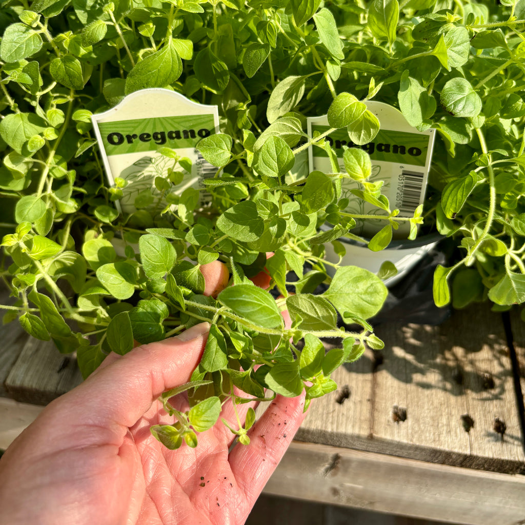 Oregano 4" Pot