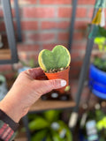 2" Hoya Heart Variegated