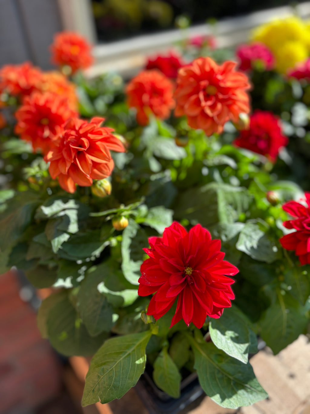 4.5" Dahlia