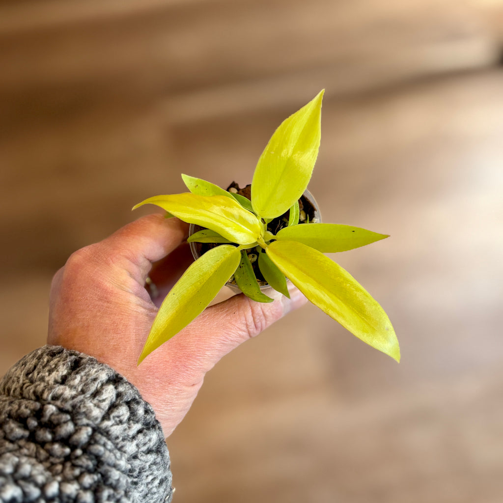 Philodendron 'Ring Of Fire Gold' 2" Pot