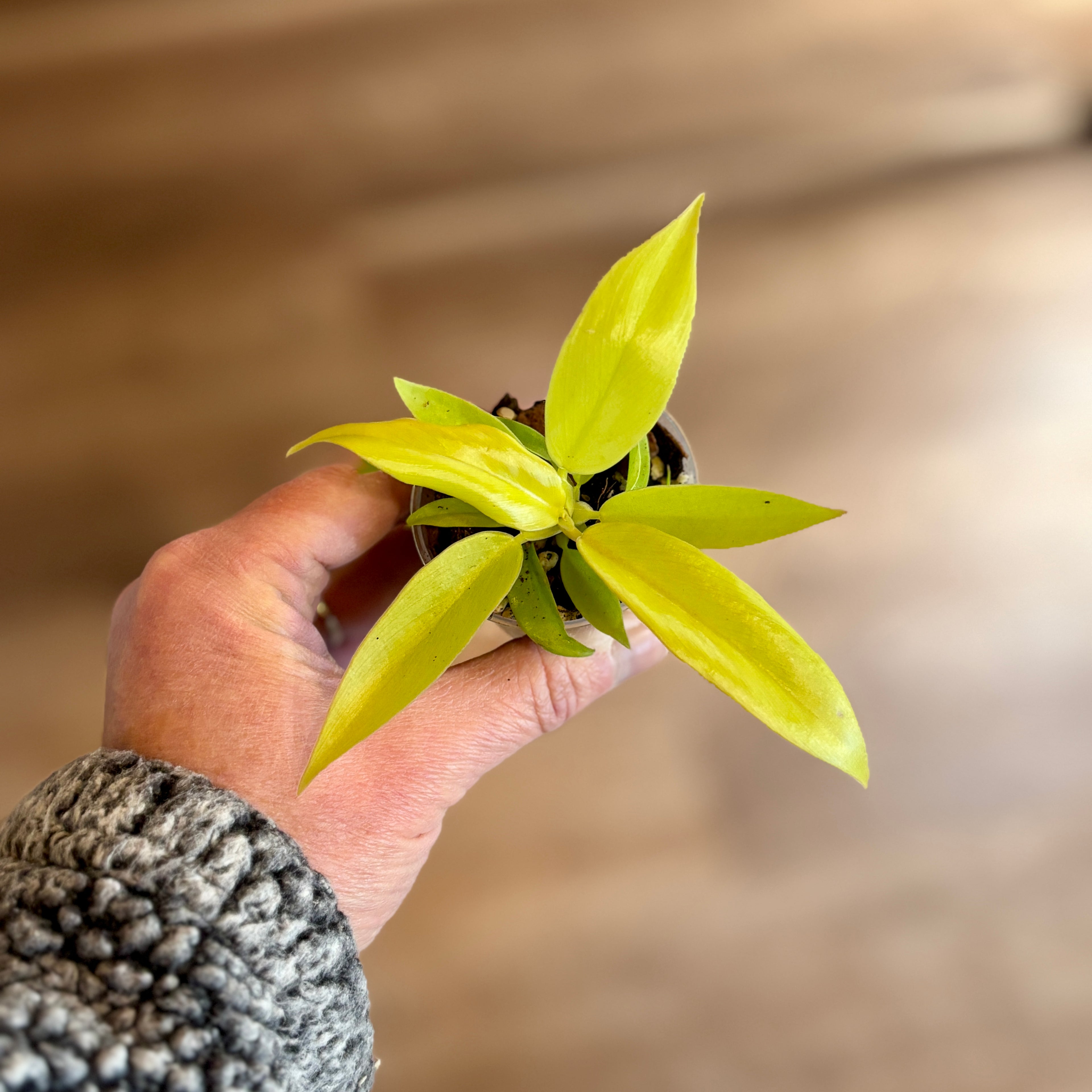 Philodendron 'Ring Of Fire Gold' 2" Pot