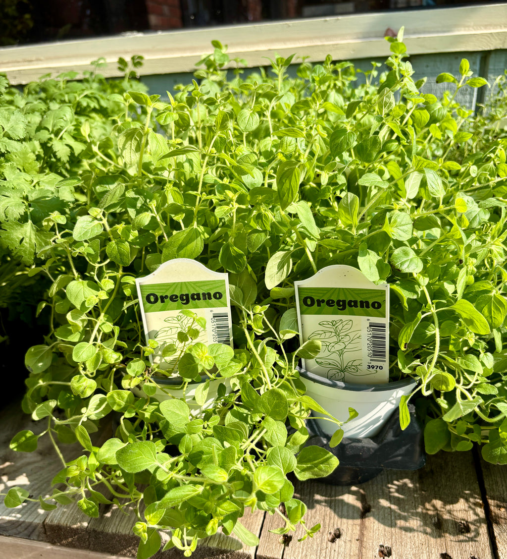 Oregano 4" Pot