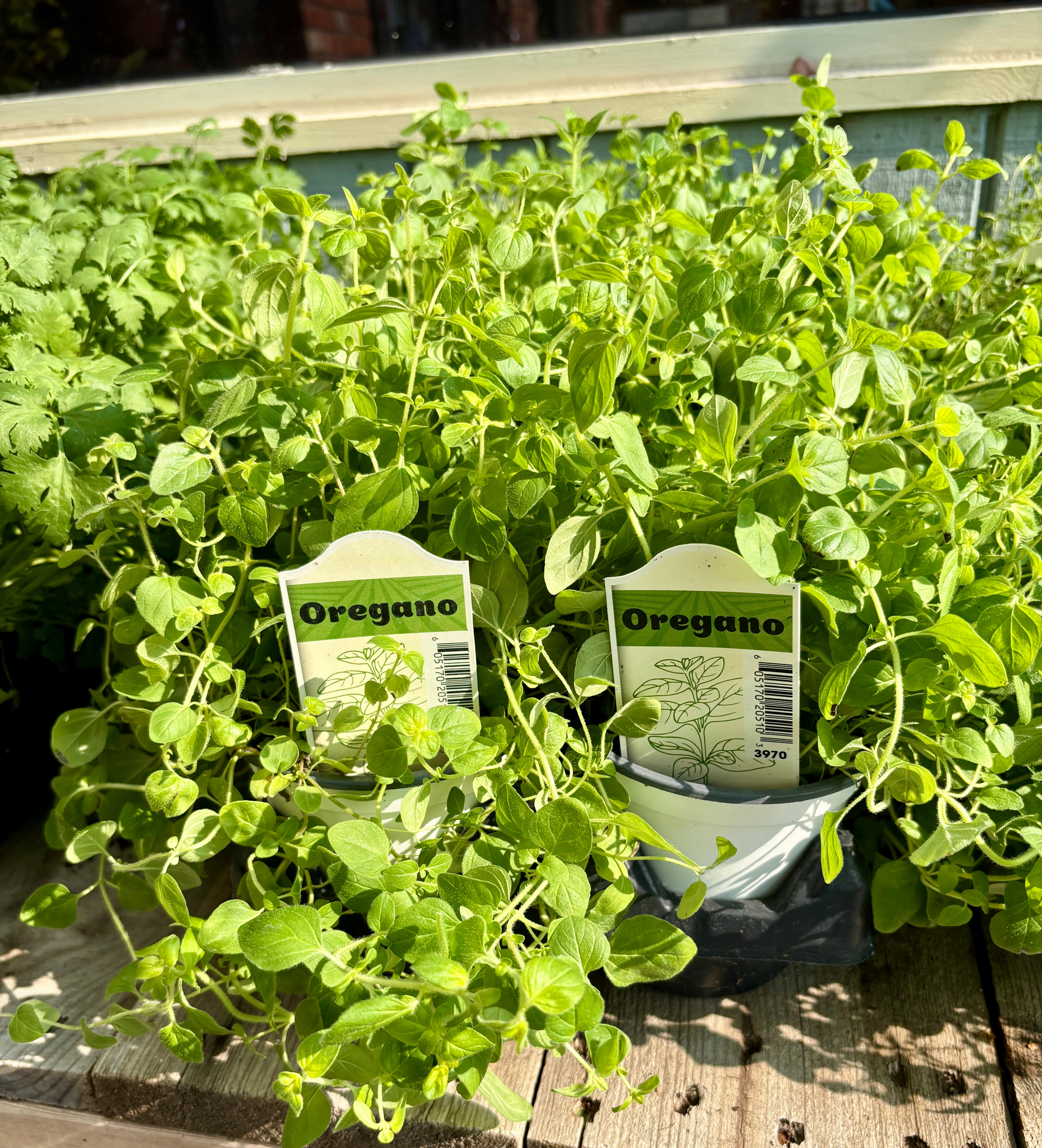 Oregano 4" Pot