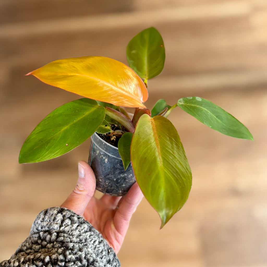 Philodendron 'sun Red' 3" Pot