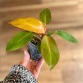 Philodendron 'sun Red' 3" Pot