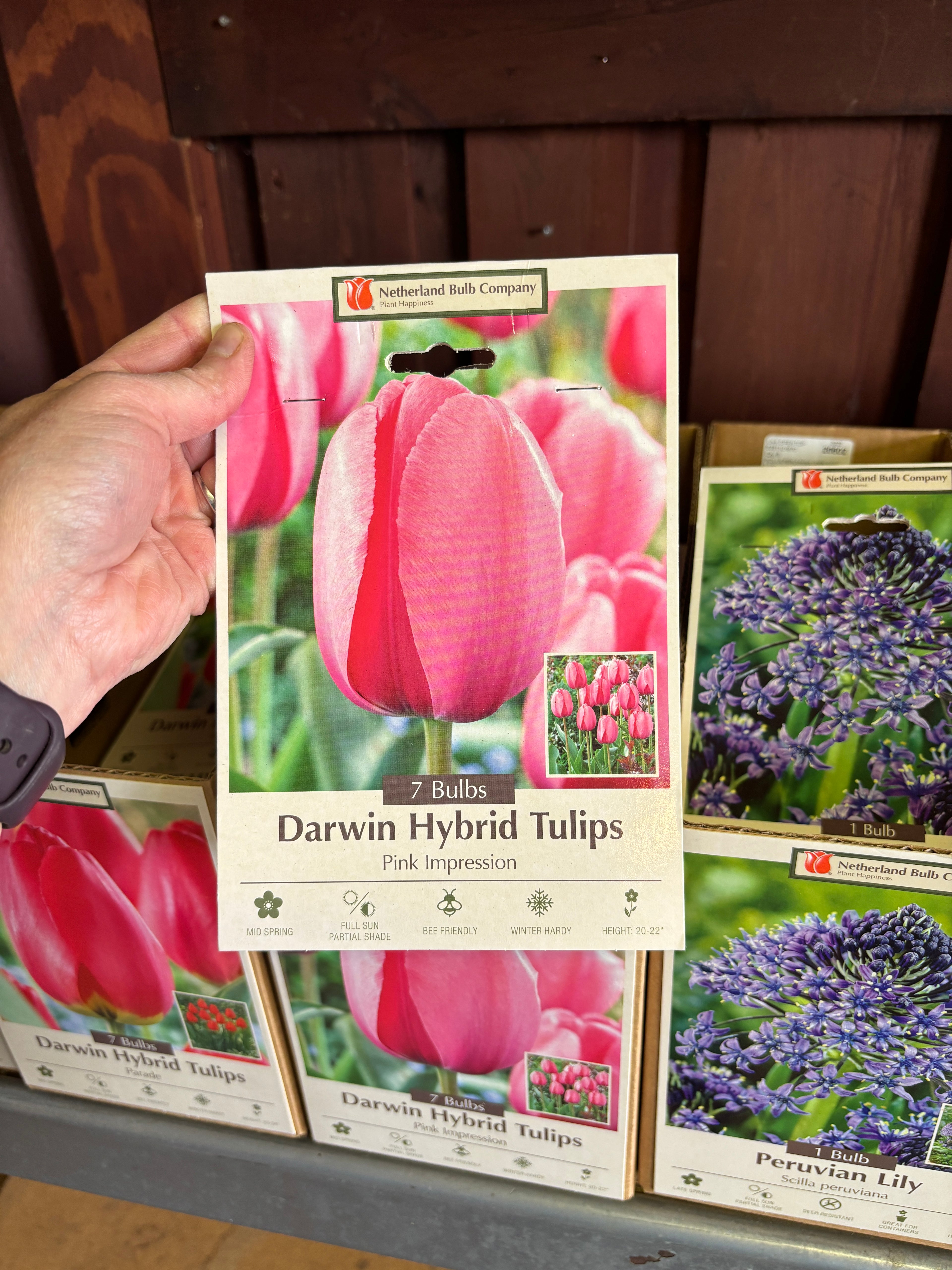 Tulip Pink Impression 7 Bulbs/Package