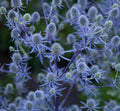 Eryngium Planum 'Blue Hobbit Sea Holly' Quart Pot
