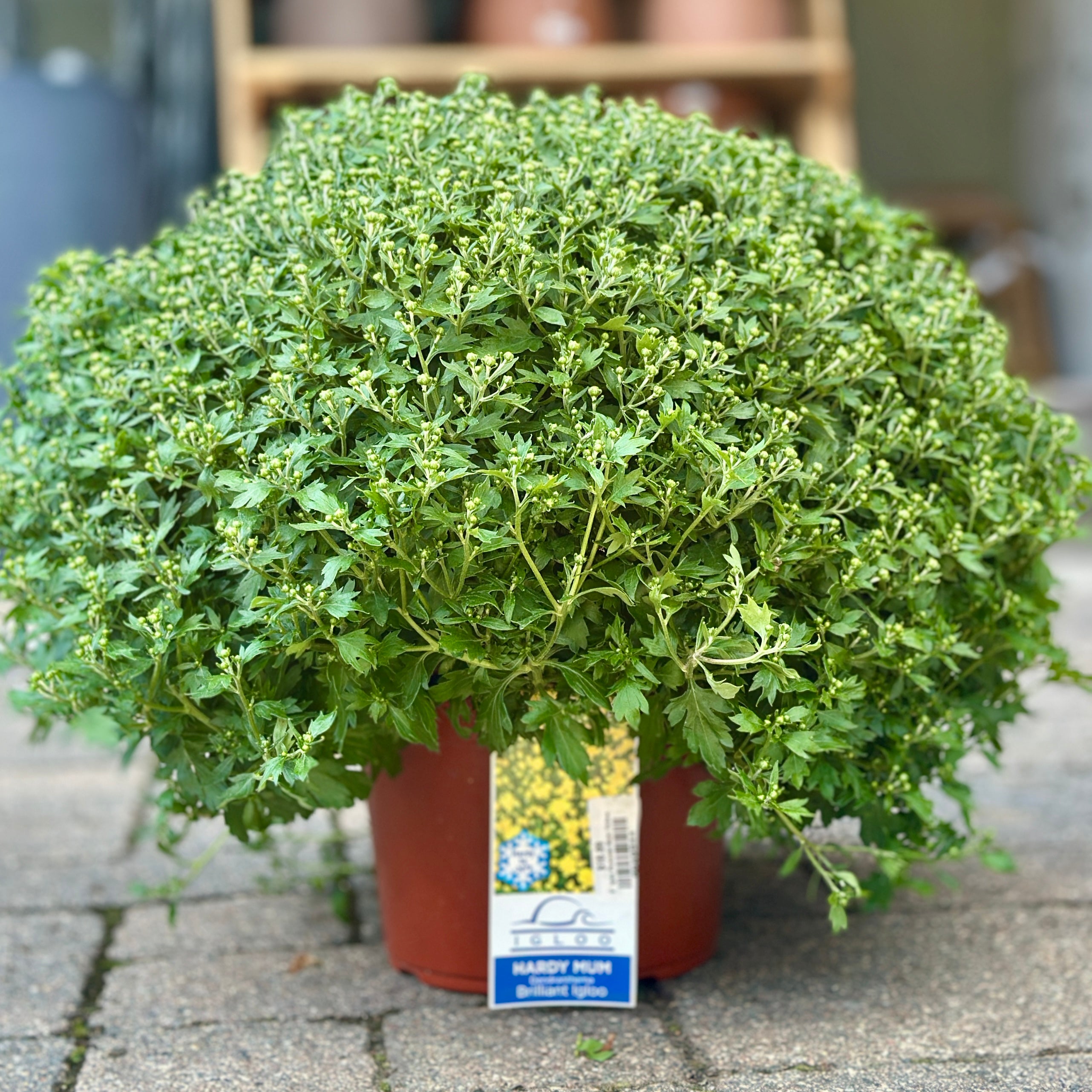 9" Dendranthema Igloo Brilliant Yellow Mum