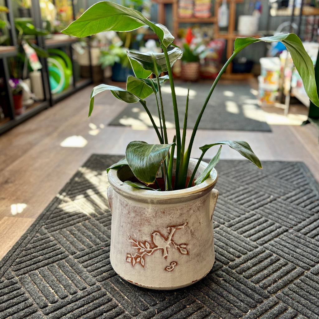 10" Birds On Branch Rustic White Crock Planter