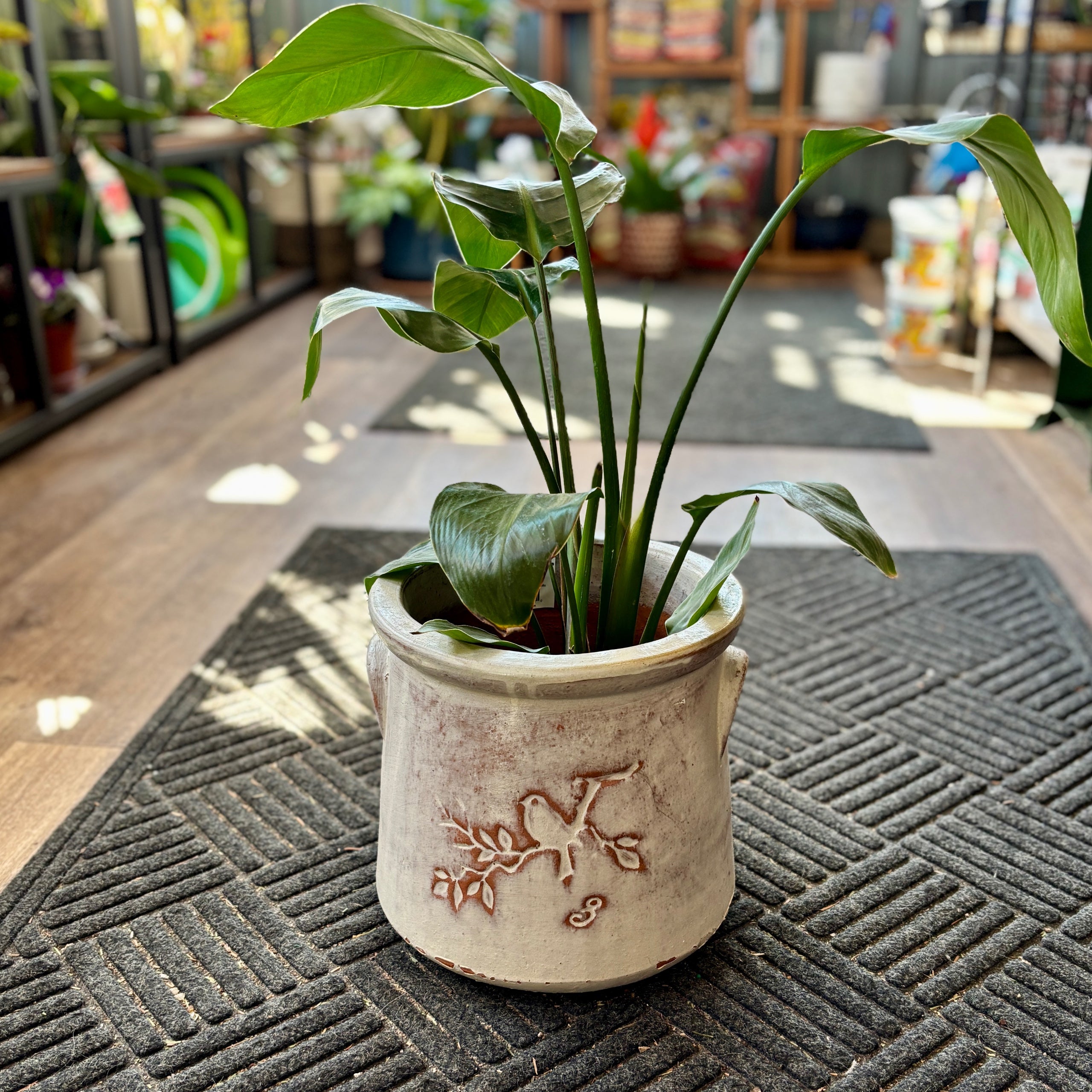 10" Birds On Branch Rustic White Crock Planter