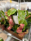 Nepenthes/Pitcher Plant - 6" HB