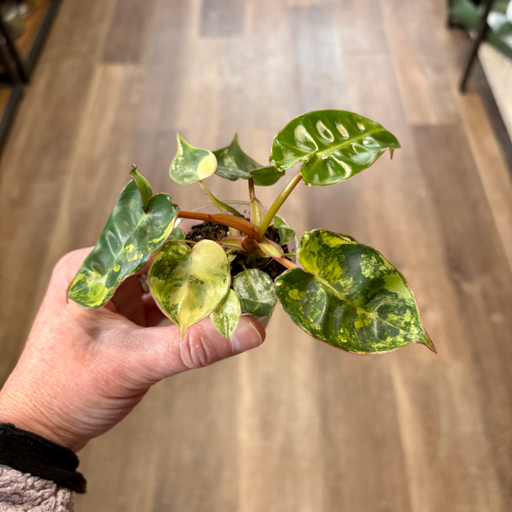 Philodendron 'Billietiae Variegated' 2"