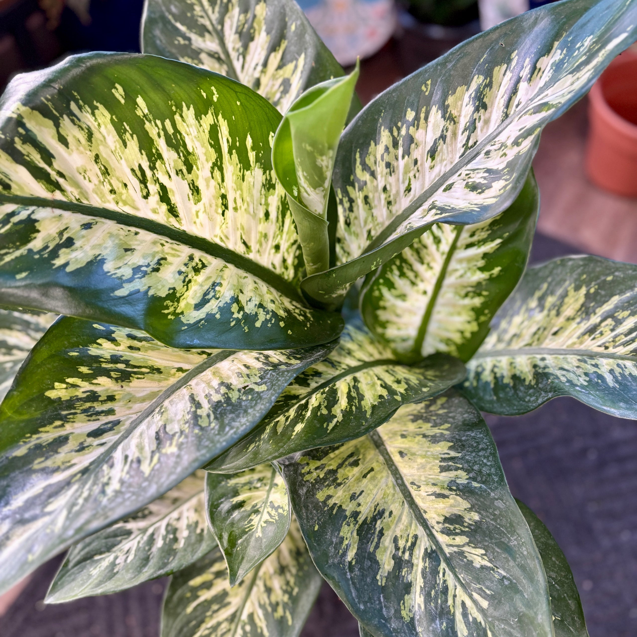 Dieffenbachia 'Tropic Snow' 10" Pot