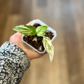 Spathaphyllum Var. 'sensation' Peace Lily