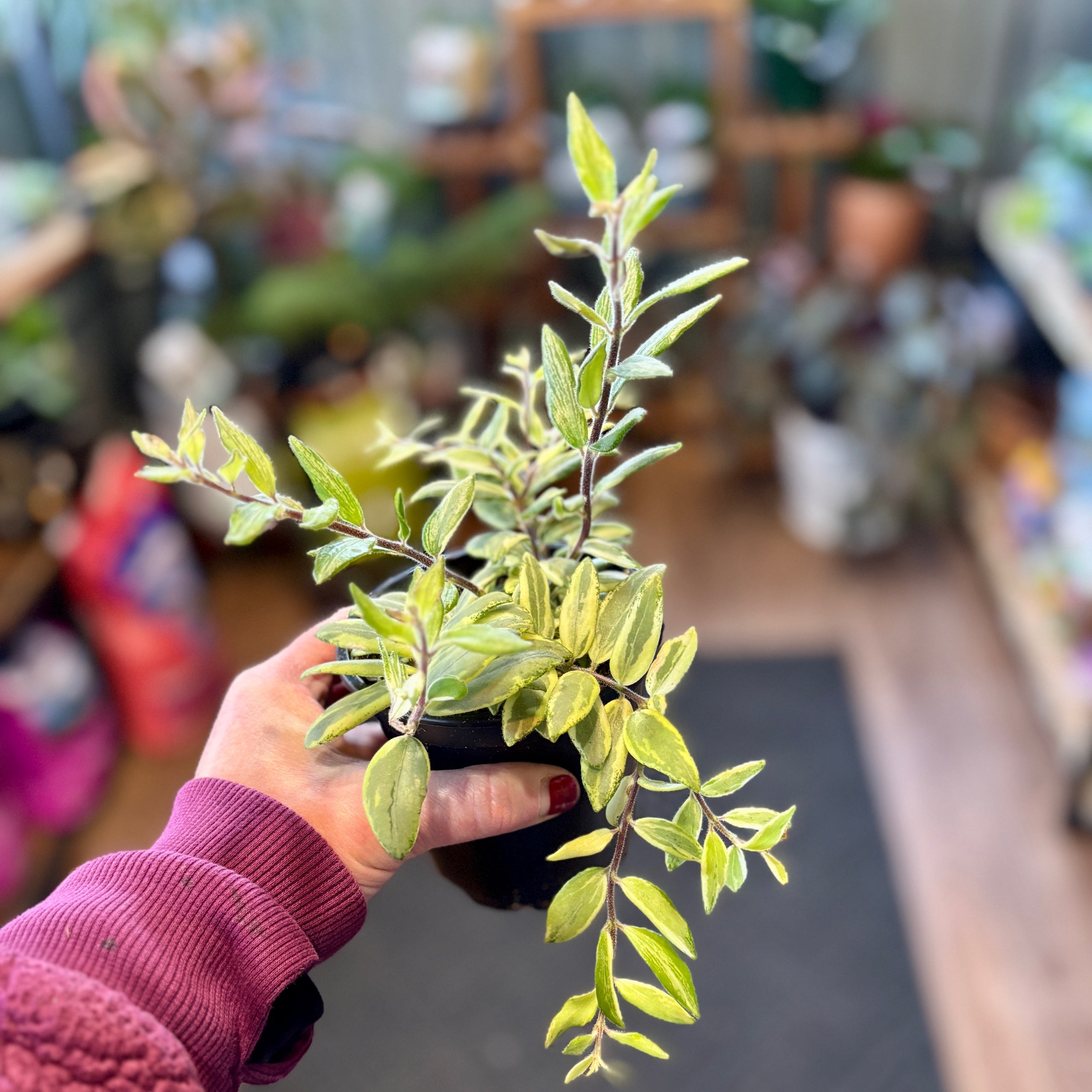 Lipstick Plant Bolero Bicolor 4"