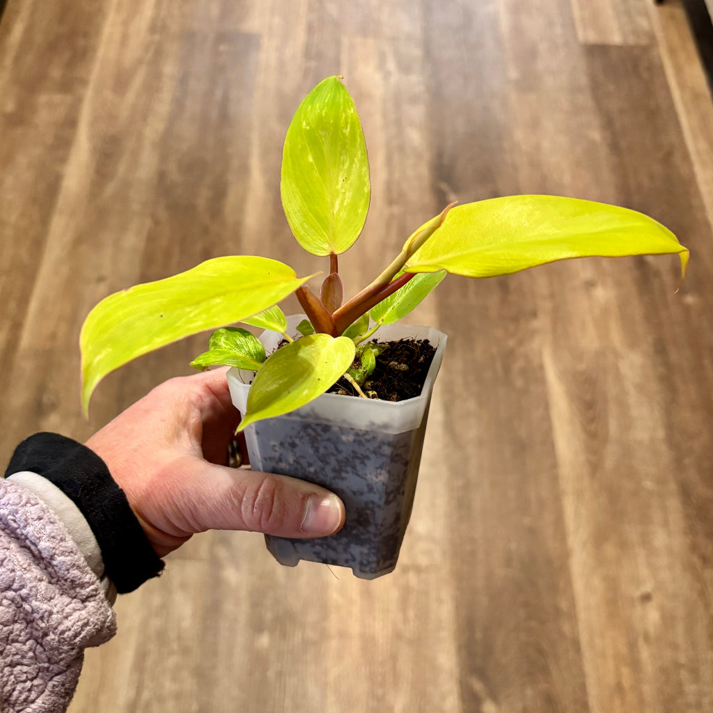 Philodendron 'Jungle Fever' 3"