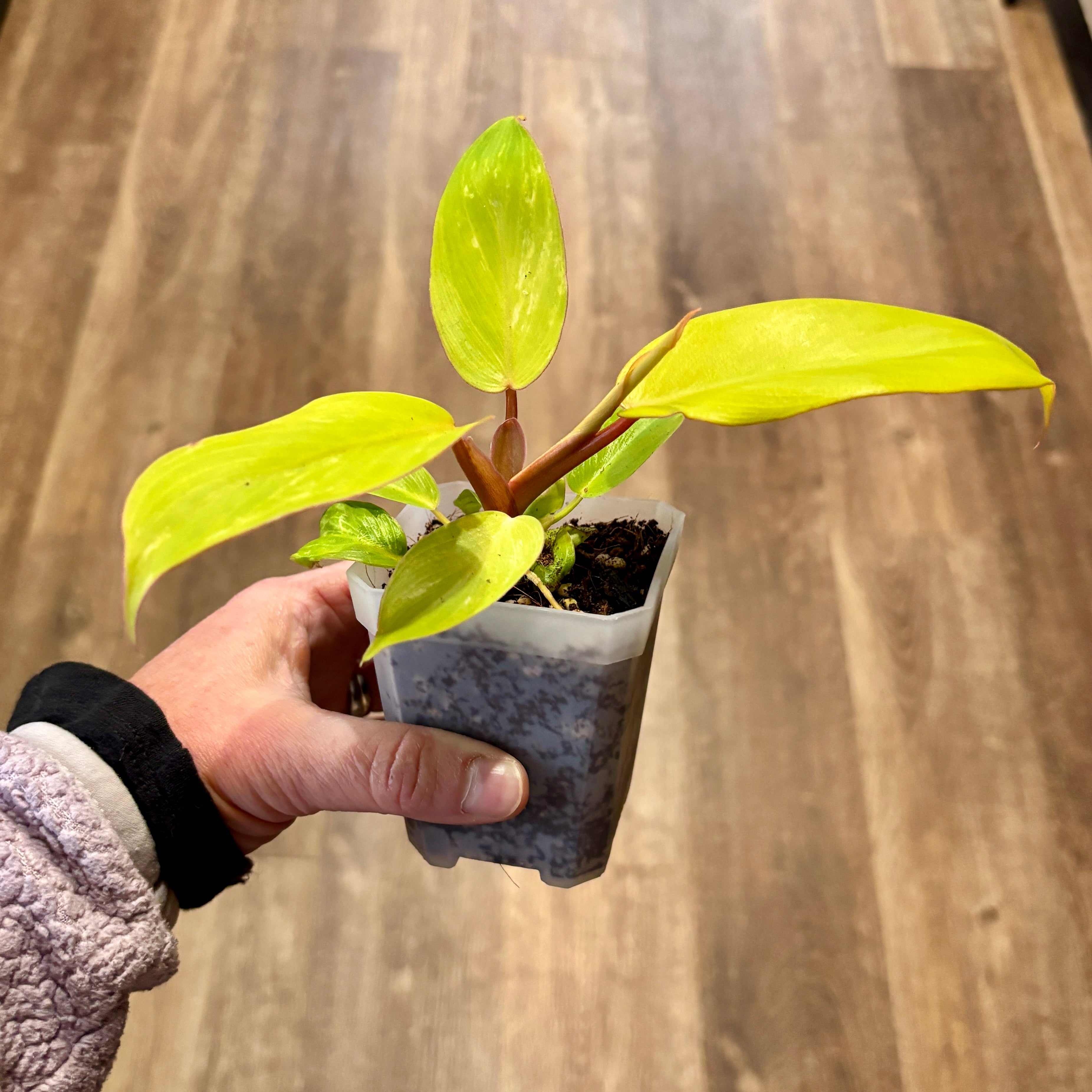 Philodendron 'Jungle Fever' 3"