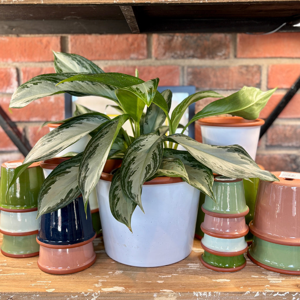 9.3" White Cylinder Glazed Terracotta Pot